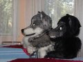Cesfur09087.jpg